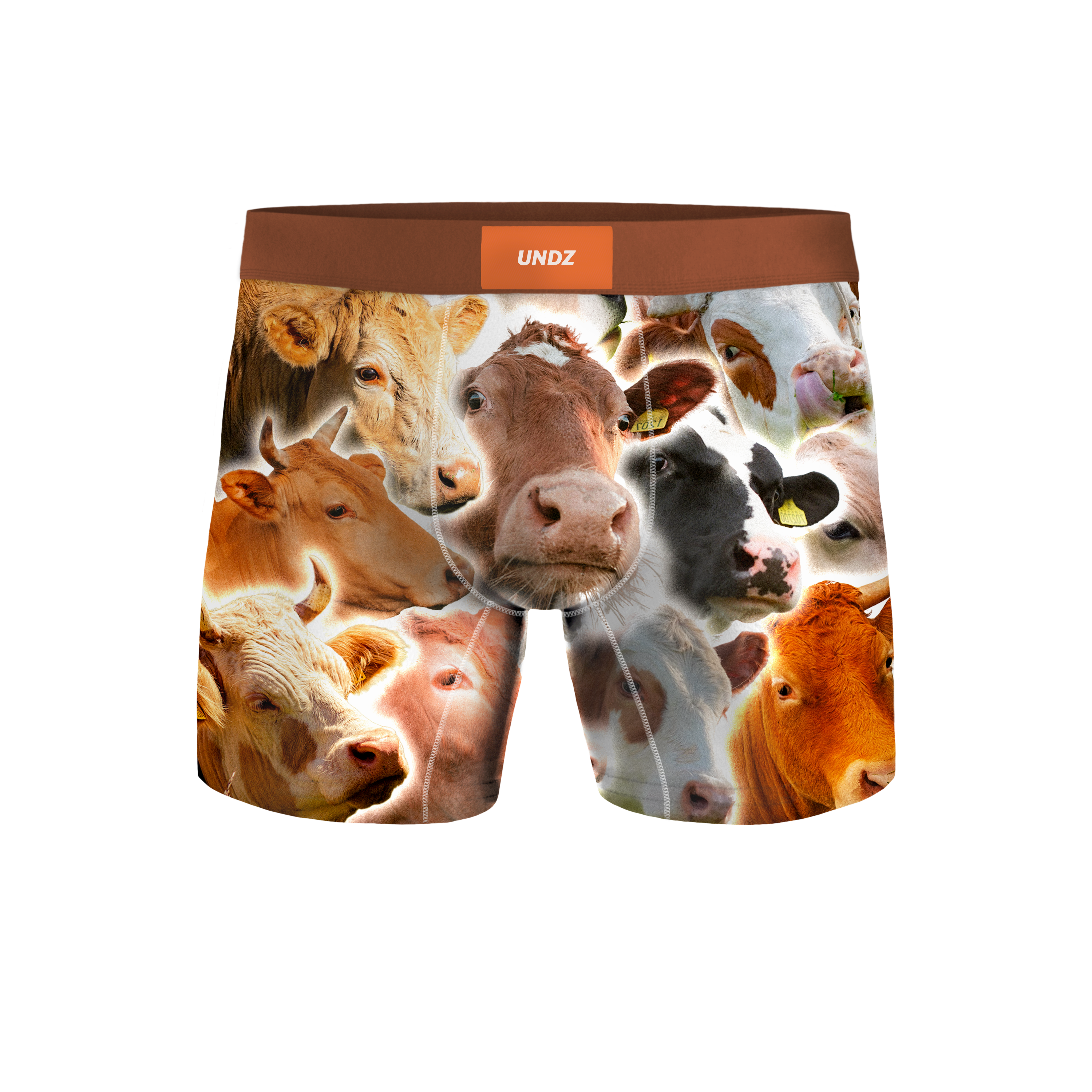 HOMME CLASSIQUE - VACHES
